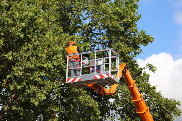 How Our Tree Care Process Works  in  Lebanon, TN